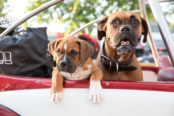 Two dogs: mother and puppy looking out from a convertible car. Tulum, Mexico.