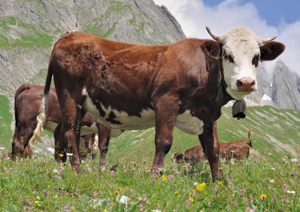 dairy brown cow stock photo