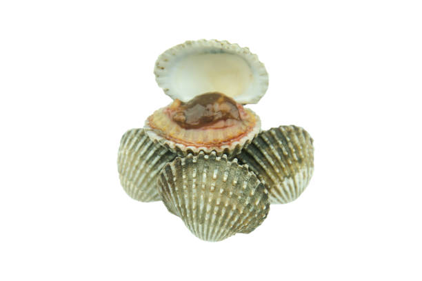 istock raw blood cockle isolated on white background 685951974