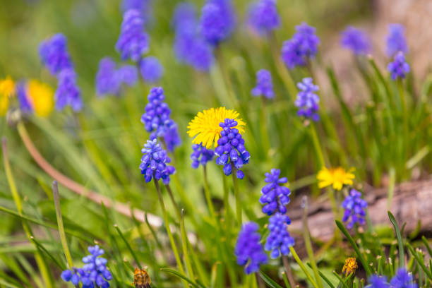 Amazing spring flowers