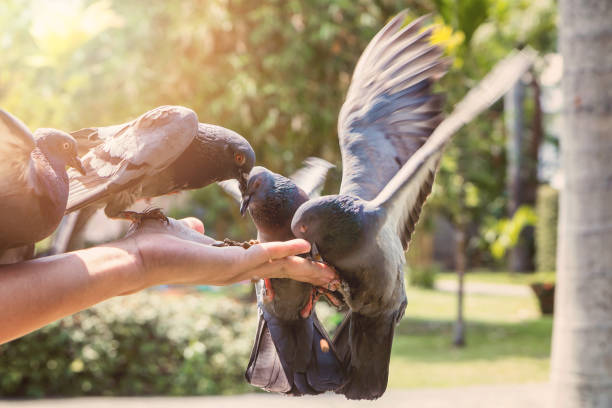 istock Pigeons eating feed on hand with blurred motion 685956612