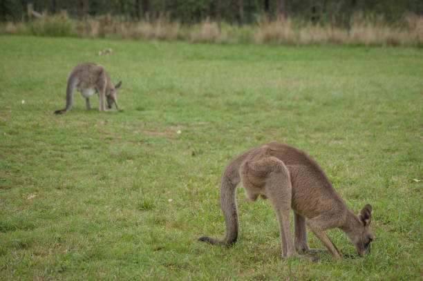 istock Wild Gray Kangaroo in the Blue Mountains National Park 685958140