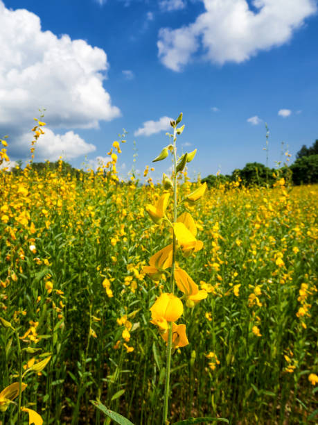 istock Growing the Sunn hemp or Crotalaria juncea in field 685958162