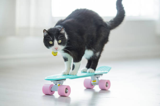 Cruising Cat Quirky scene of cute black and white domestic cat riding a pink and teal skateboard indoors in a bright white room in front of a window. animal tricks stock pictures, royalty-free photos & images