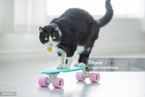 Cruising Cat Stock Photo - Download Image Now - Domestic Cat, Humor, Stunt