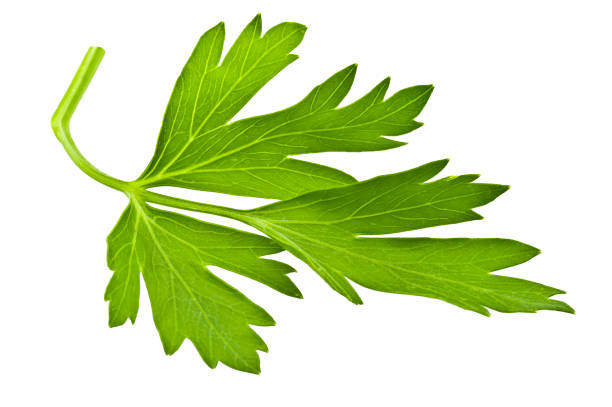 istock fresh green parsley leaves 685959238