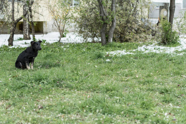 Street dog is preparing to attack - jump