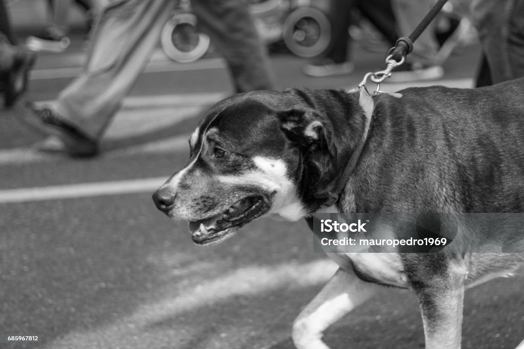 Dog marching A dog marching City Stock Photo