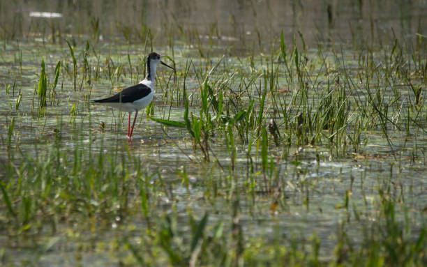 istock Stilts on Lake Prespa in Nortern Greece 685973600