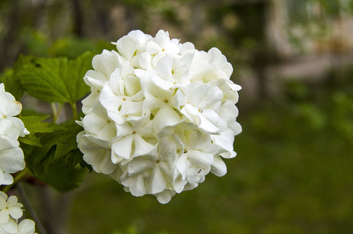 Snowball tree, the most beautiful snowball flower and tree pictures