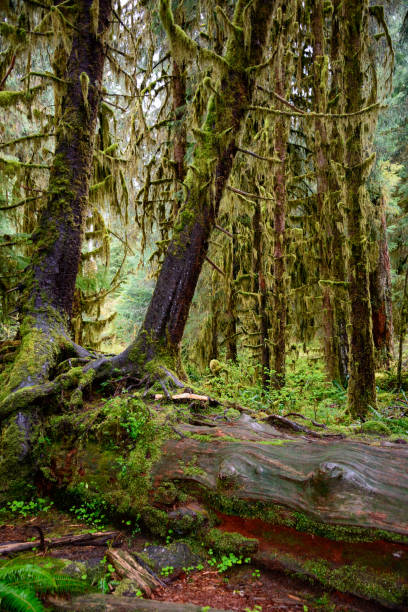 istock Rainy Forest Scene at Hoh Rainforest in Olympic National Park 685977572