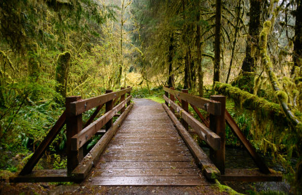 istock Rainy Morning Bridge, Hoh Rainforest in Olympic National Park 685979972