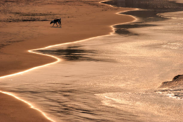 istock A lonely stray dog at Kovalam beach in Kerala 685980182