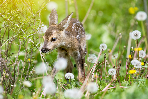 Baby fawn.
