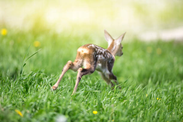 istock baby fawn 685980378