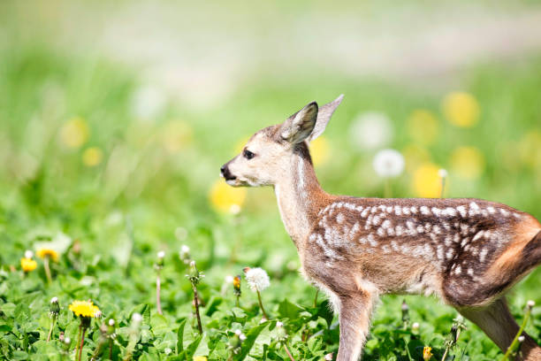 istock baby fawn 685980394
