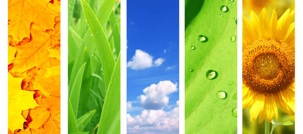 istock Set of banner with nature details 685980766