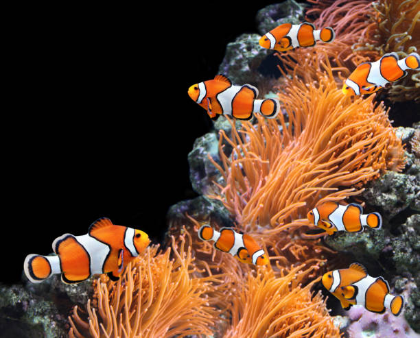 istock Sea anemone and clown fish 685983262