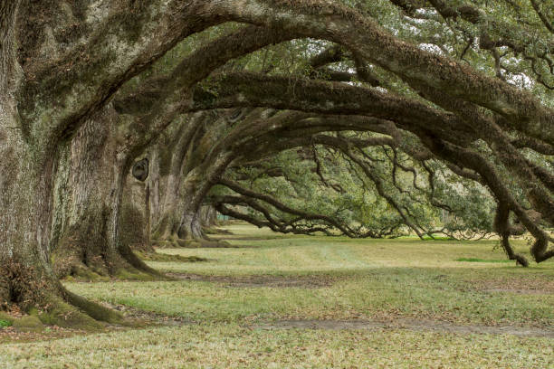 istock Oaks in a row, New Orleans, USA 685990840