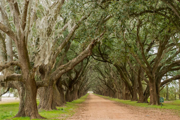 istock Oaks road at New Orleans, USA 685990968