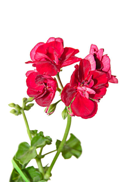 istock Dark red geraniums flowers, Pelargonium close up isolated on white 685993766
