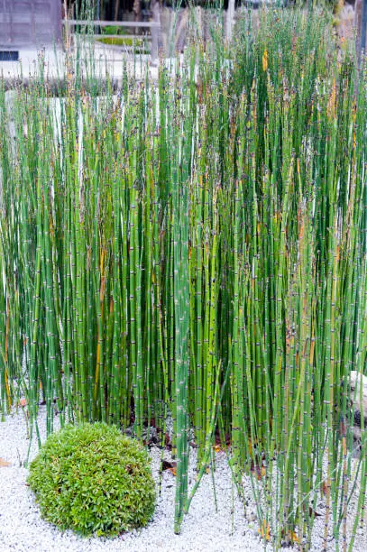Equisetum hyemale known as horsetail reed, rough horsetail, scouring rush, scouringrush horsetail, or snake grass, a perennial herb found in North America, Europe, and northern Asia