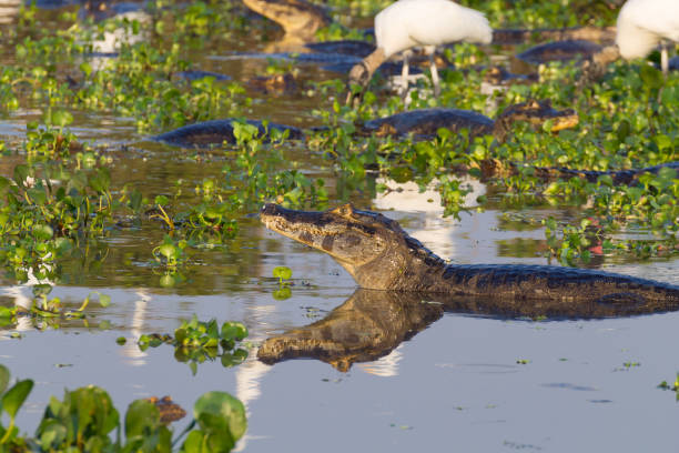 istock Caiman floating on Pantanal, Brazil 686004982