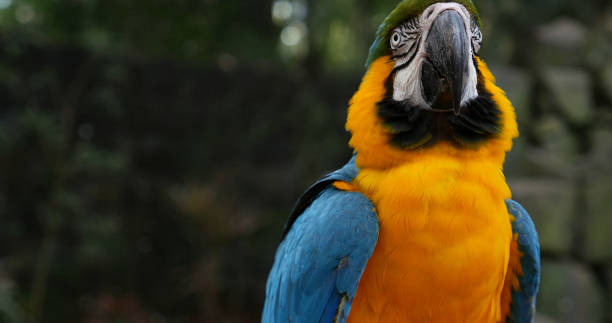 istock Blue and Yellow Macaw on the forest 686010064