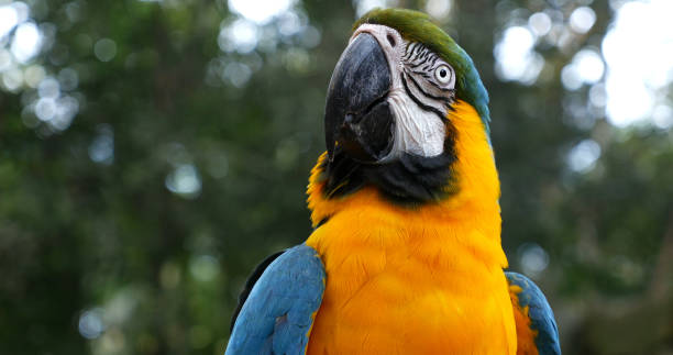 istock Blue and Yellow Macaw on the forest 686010084