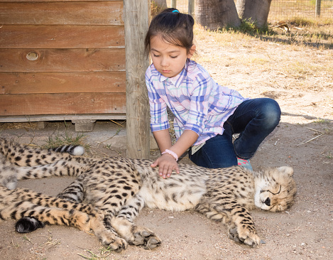 A pretty little girl is gently stroking a sleeping Cheetah cub. She's a 7 year old Eurasian. Shot in the Western Cape in South Africa during April 2017 in Fall.