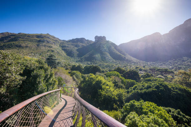 Passerelle de canopée arbre dans le jardin botanique de Kirstenbosch, Cape Town - Photo