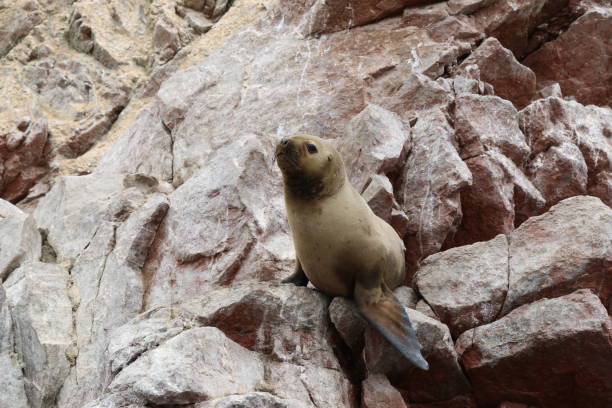 istock South American Sea Lions (Otaria Flavescens) sunbath on the rocks. 686013656