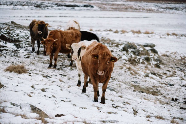 istock Adorable Icelandic rustic cows in the snowy volcanic field 686014042