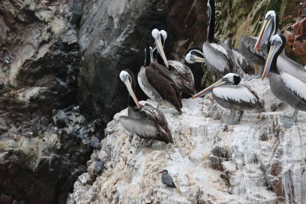 istock Flock of Peruvian Pelican (Pelecanus thagus) on the rock. 686016444