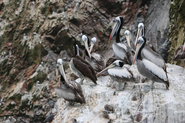 istock Flock of Peruvian Pelican (Pelecanus thagus) on the rock. 686016736