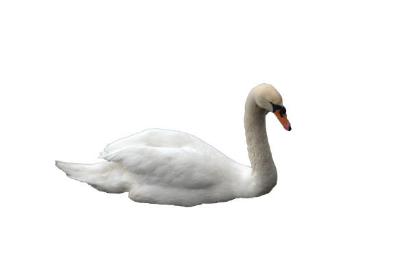 istock Swimming mute swan, isolated 686019834