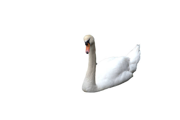 istock Mute swan swimming, isolated 686019872