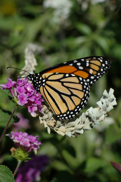 istock Monarch Butterfly and Flowers 686020814