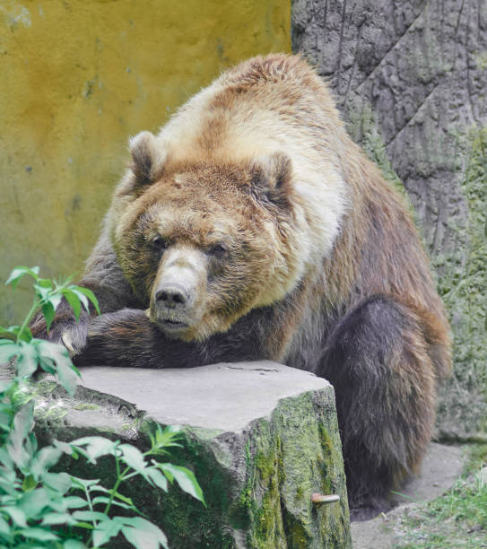 istock Portrait of a brown bear close up 686020934
