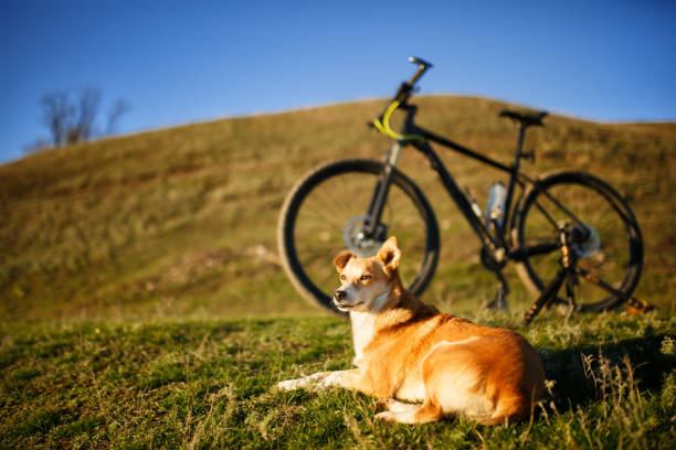 istock sitting red dog and mountain bicycle with greenfield background 686023462