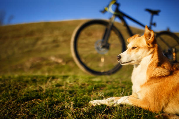 istock sitting red dog and mountain bicycle with greenfield background 686023468