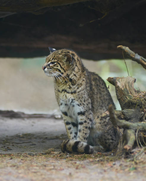 istock Cat Geoffroy from South America close-up. 686023548