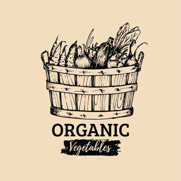 ilustrações de stock, clip art, desenhos animados e ícones de farm healthy food illustration. vector organic vegetables label. hand sketched basket with greens. vintage rural harvest poster. eco products design. - beet vegetable box crate