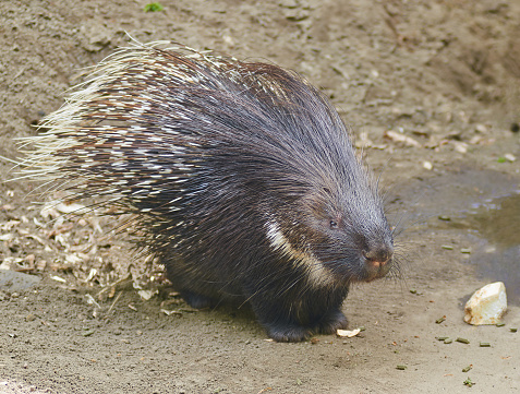 Portrait of crested porcupine close up.