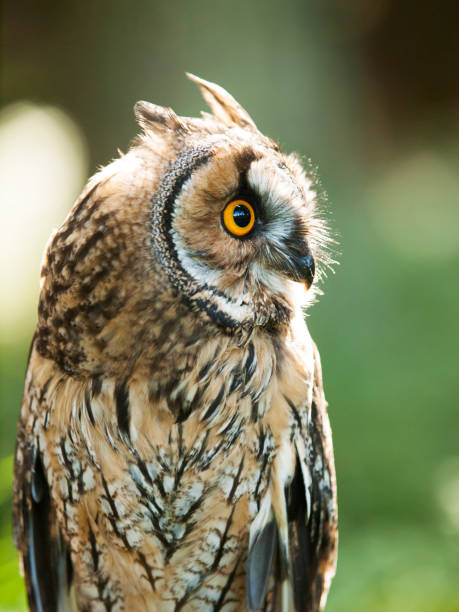 istock Asio otus - Strix otus - portrait of Long-eared owl 686026424