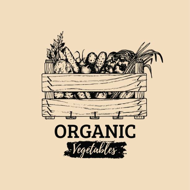 Vector organic vegetables label. Farm eco products illustration. Hand sketched wooden box with greens. Vector organic vegetables label. Farm eco products illustration. Hand sketched wooden box with greens wood box stock illustrations