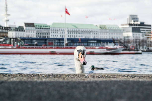 tête d’un cygne à venir derrière le mur de quai au lac alster à hambourg - lac binnenalster photos et images de collection