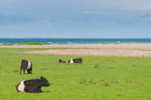istock cattle on pasture with ocean in background 686027104