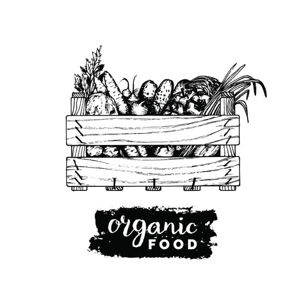 ilustrações de stock, clip art, desenhos animados e ícones de vector organic vegetables label. farm eco products illustration. hand sketched wooden box with greens. - beet vegetable box crate