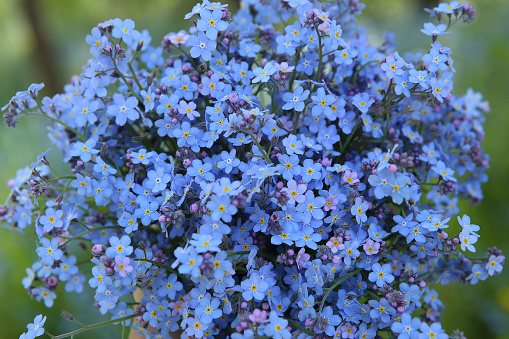 Myosotis are called forget-me-not or scorpion grasses.